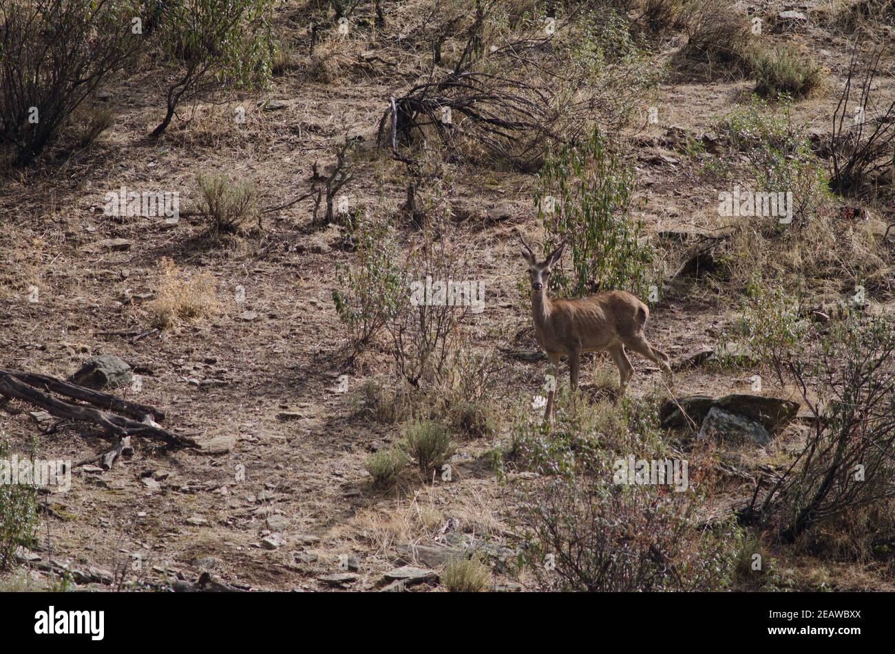 Spanish red deer Cervus elaphus hispanicus Stock Photo Alamy