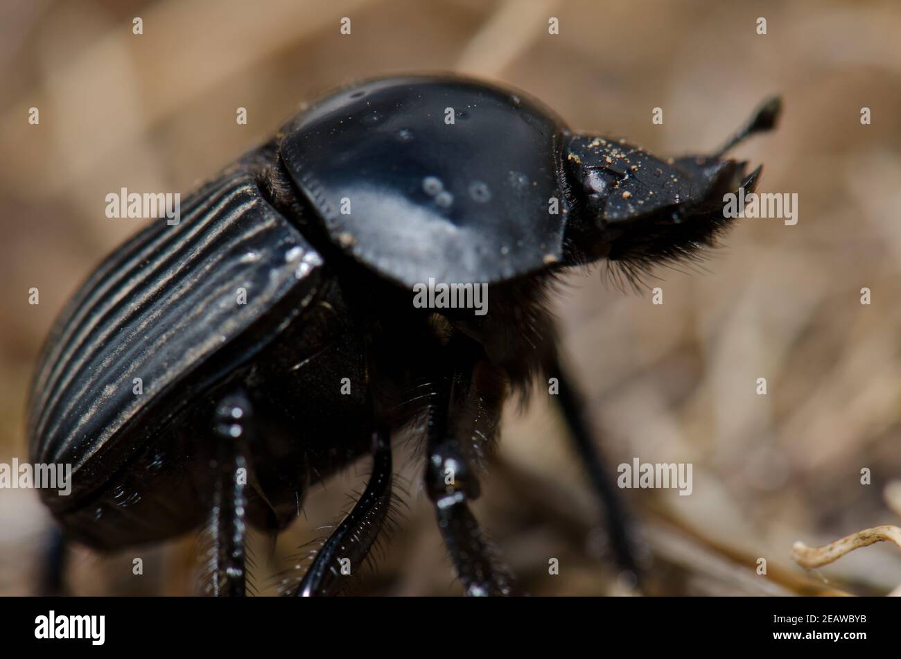 Earth-boring dung beetle Scarabaeus laticollis. Stock Photo