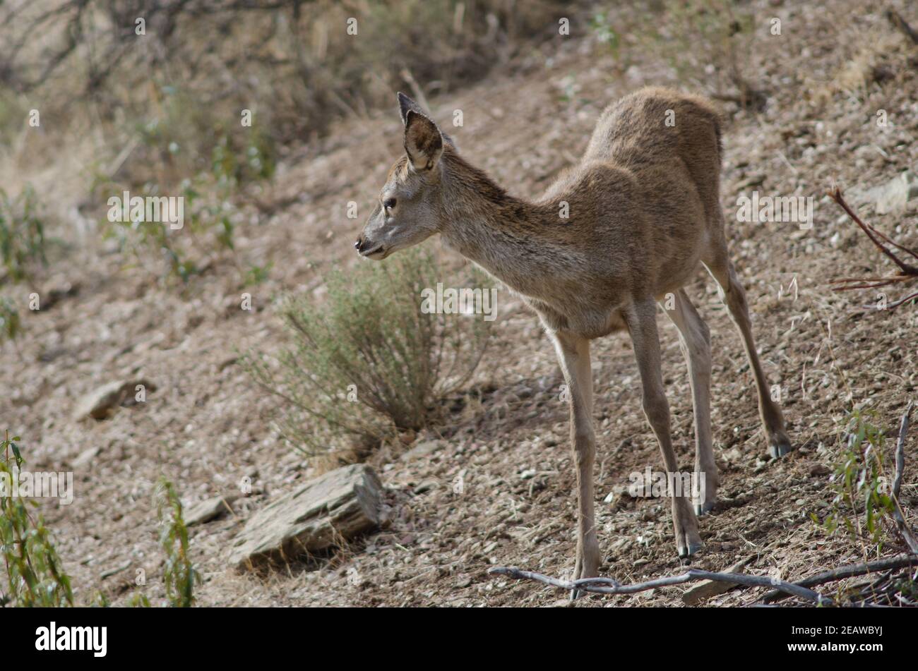 Spanish red deer Stock Photo Alamy