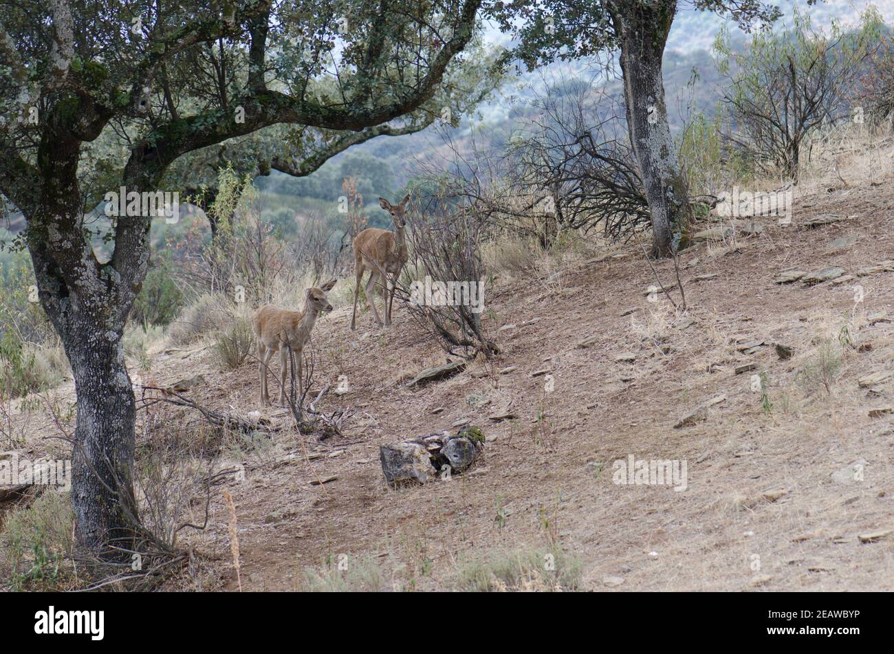 Spanish red deers. Stock Photo