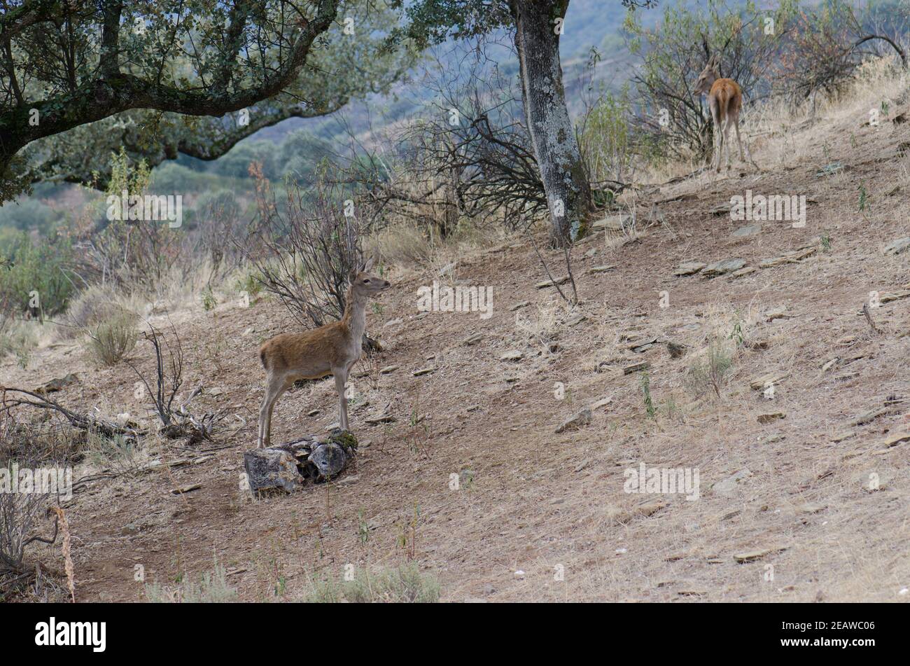 Spanish red deers. Stock Photo