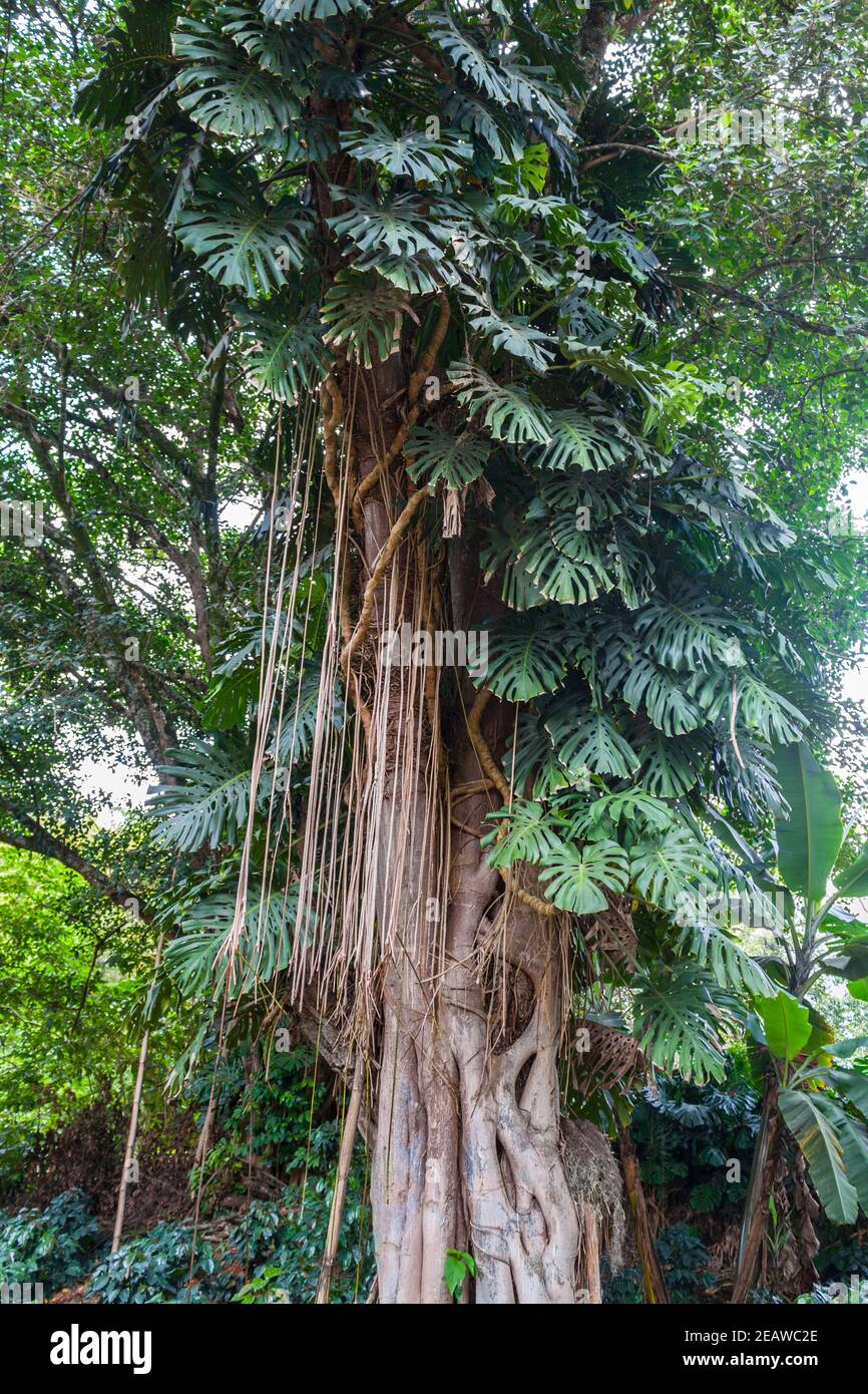 Monstera deliciosa, the Swiss cheese plant in Colombia Stock Photo Alamy