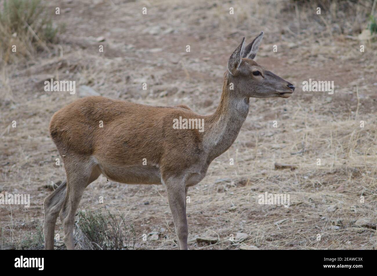 Spanish red deer. Stock Photo