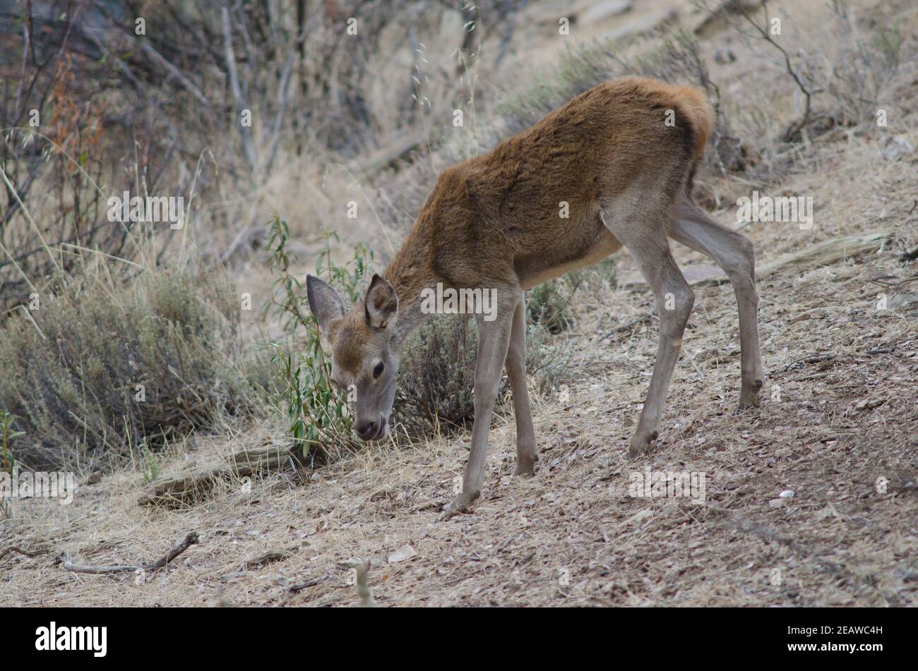 Spanish red deer Stock Photo Alamy