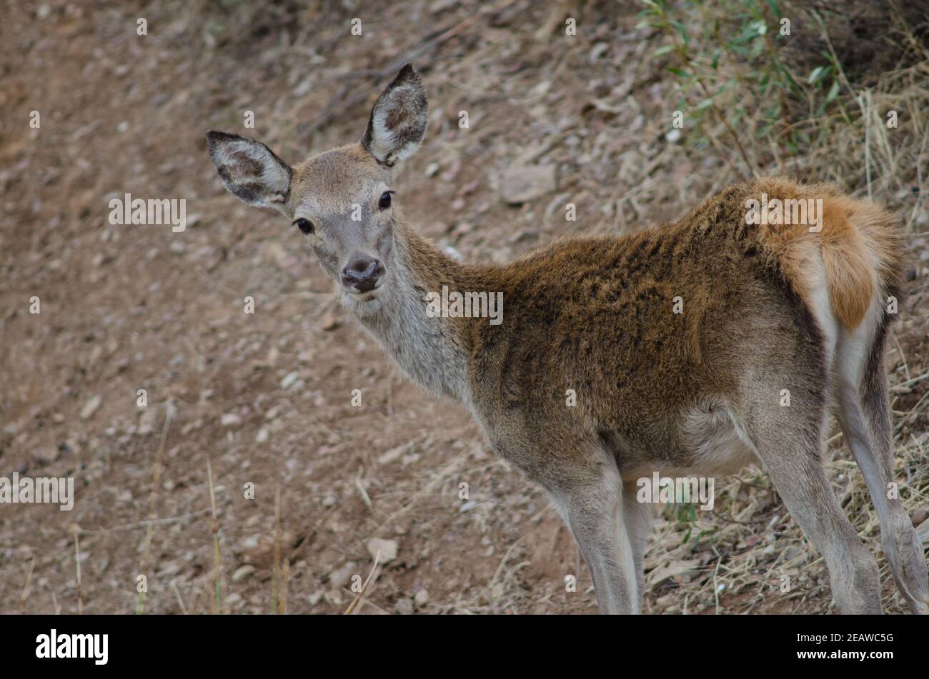 Spanish red deer Stock Photo Alamy