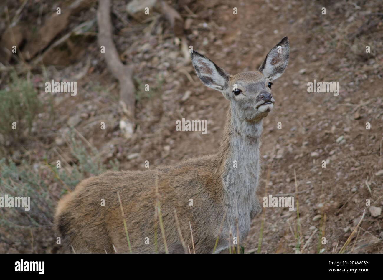Spanish red deer Stock Photo Alamy