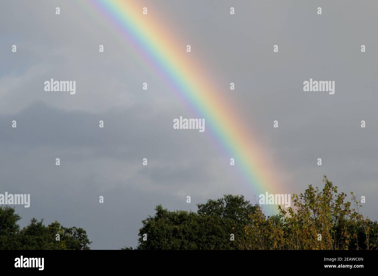 Rainbow over a forest. Stock Photo