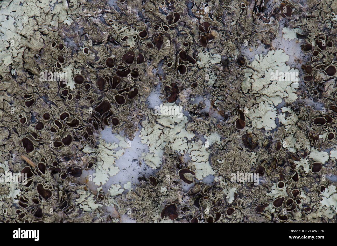 Lichen Physcia tribacia. Stock Photo
