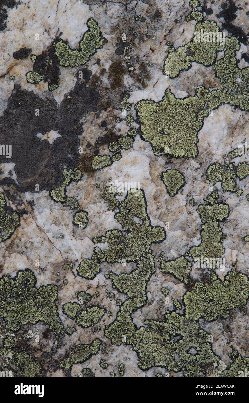 Map lichen on a rock. Stock Photo