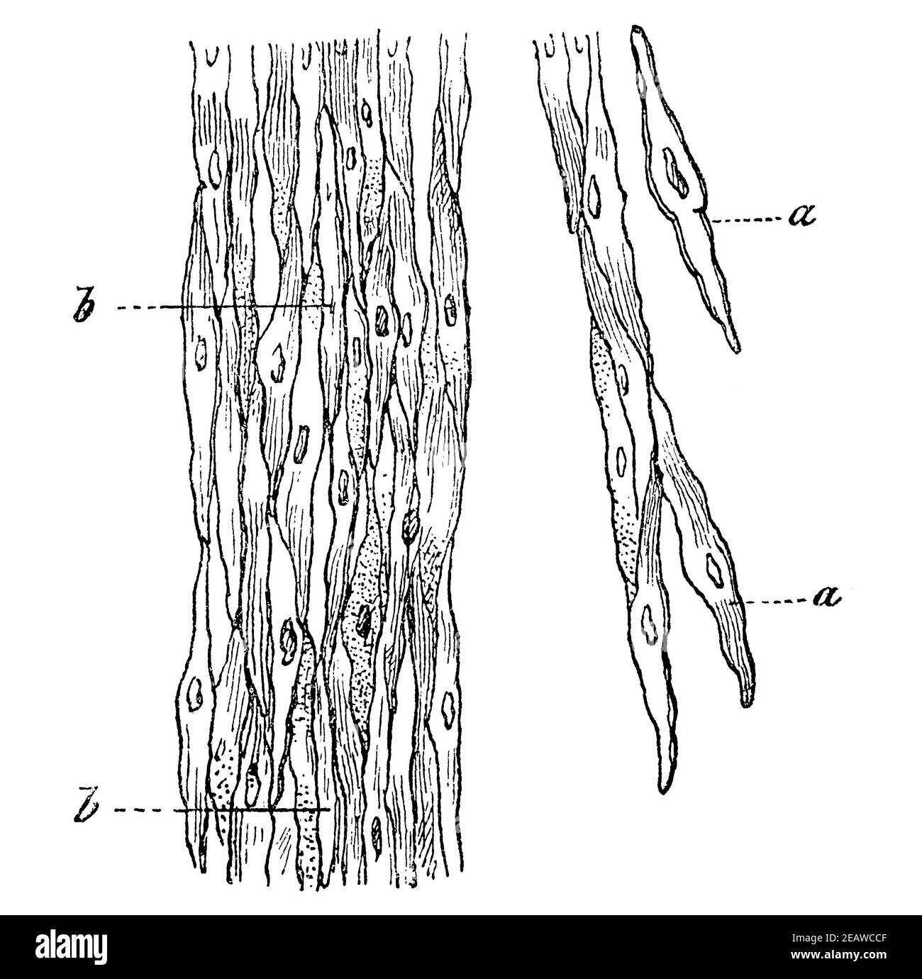Muscle fibers hires stock photography and images Alamy
