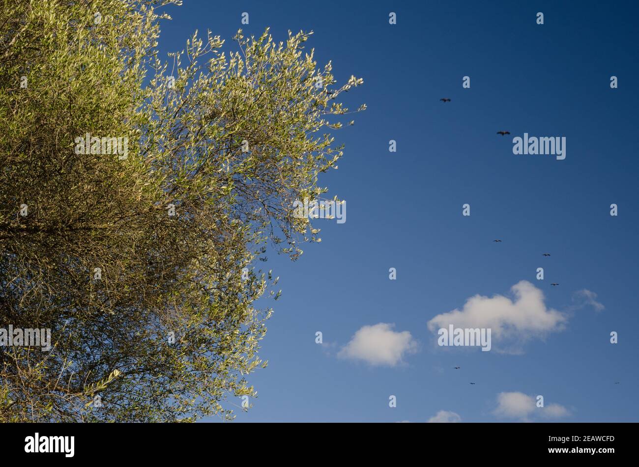 Olive and griffon vultures gliding in the background. Stock Photo