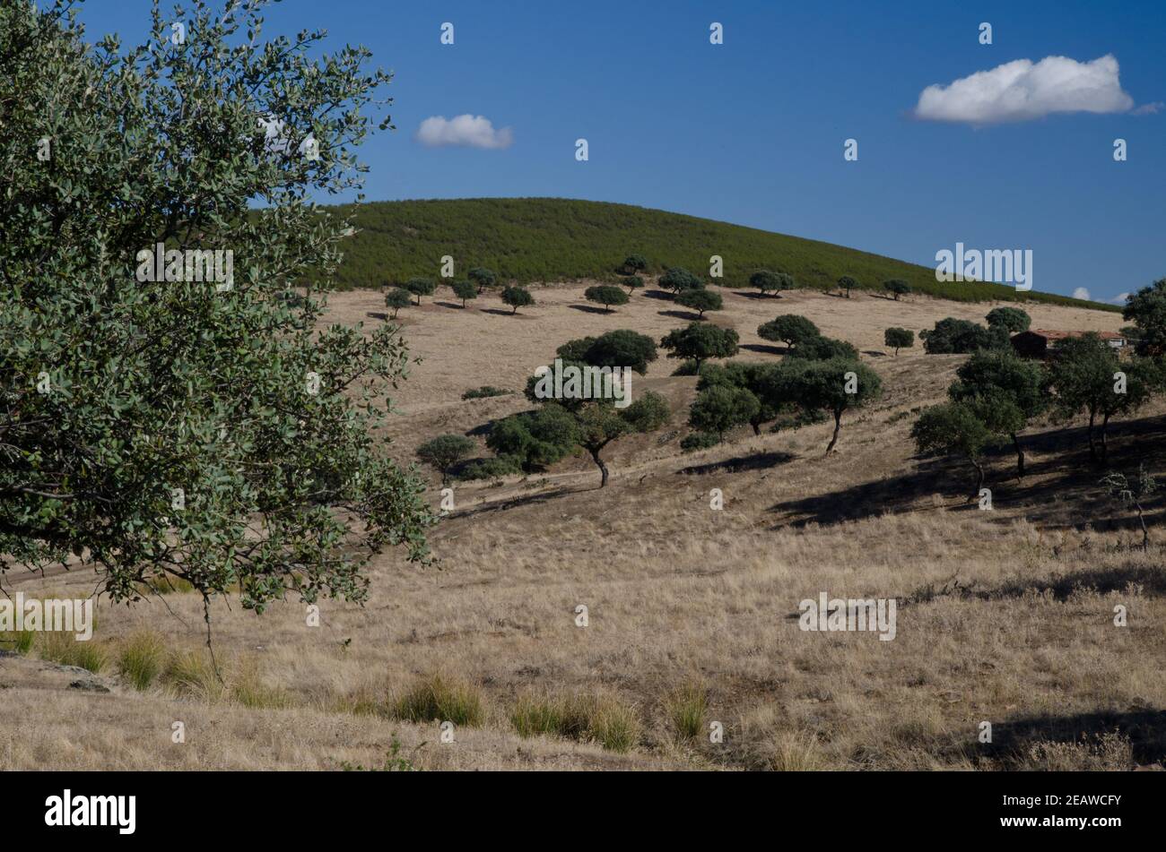 Landscape in the Monfrague National Park. Stock Photo