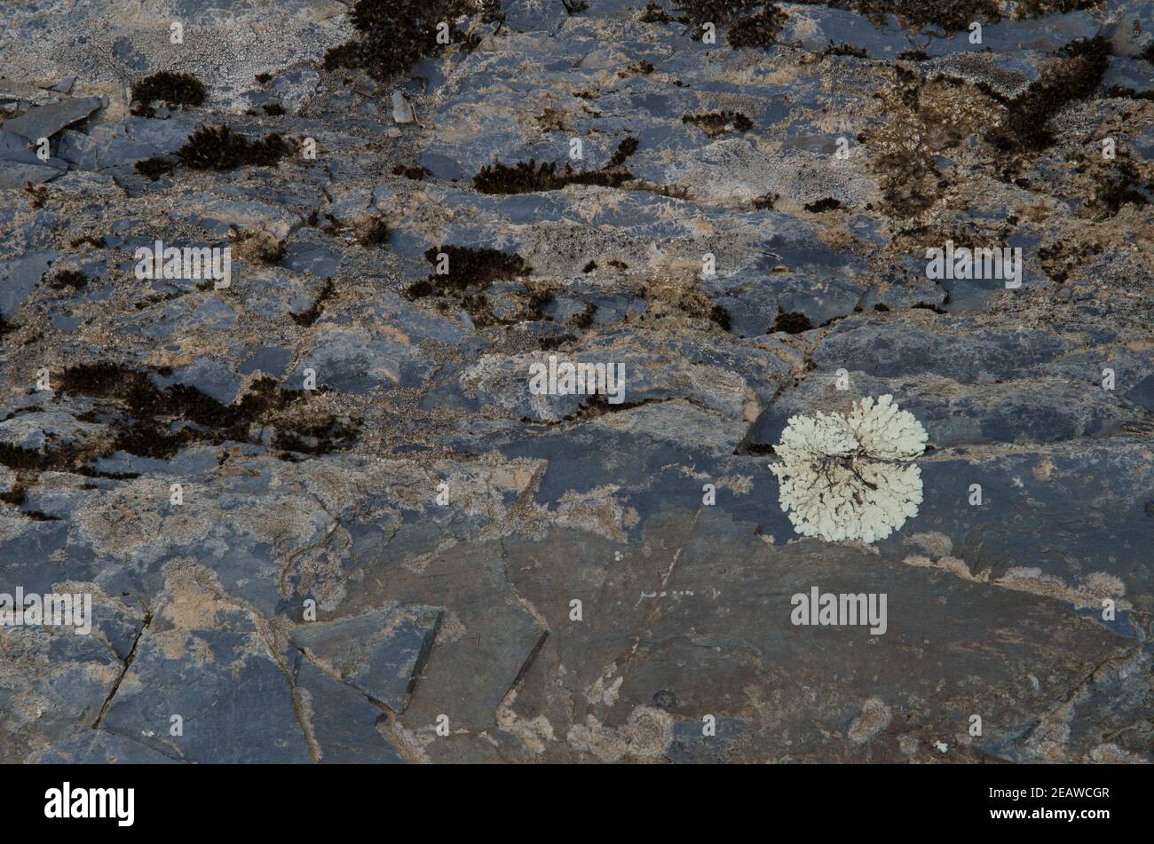 Lichen Physcia tribacia on a rock. Stock Photo