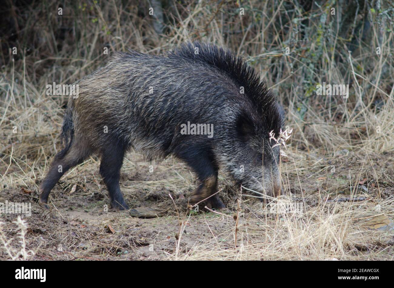Wild boar rooting in the earth Stock Photo - Alamy