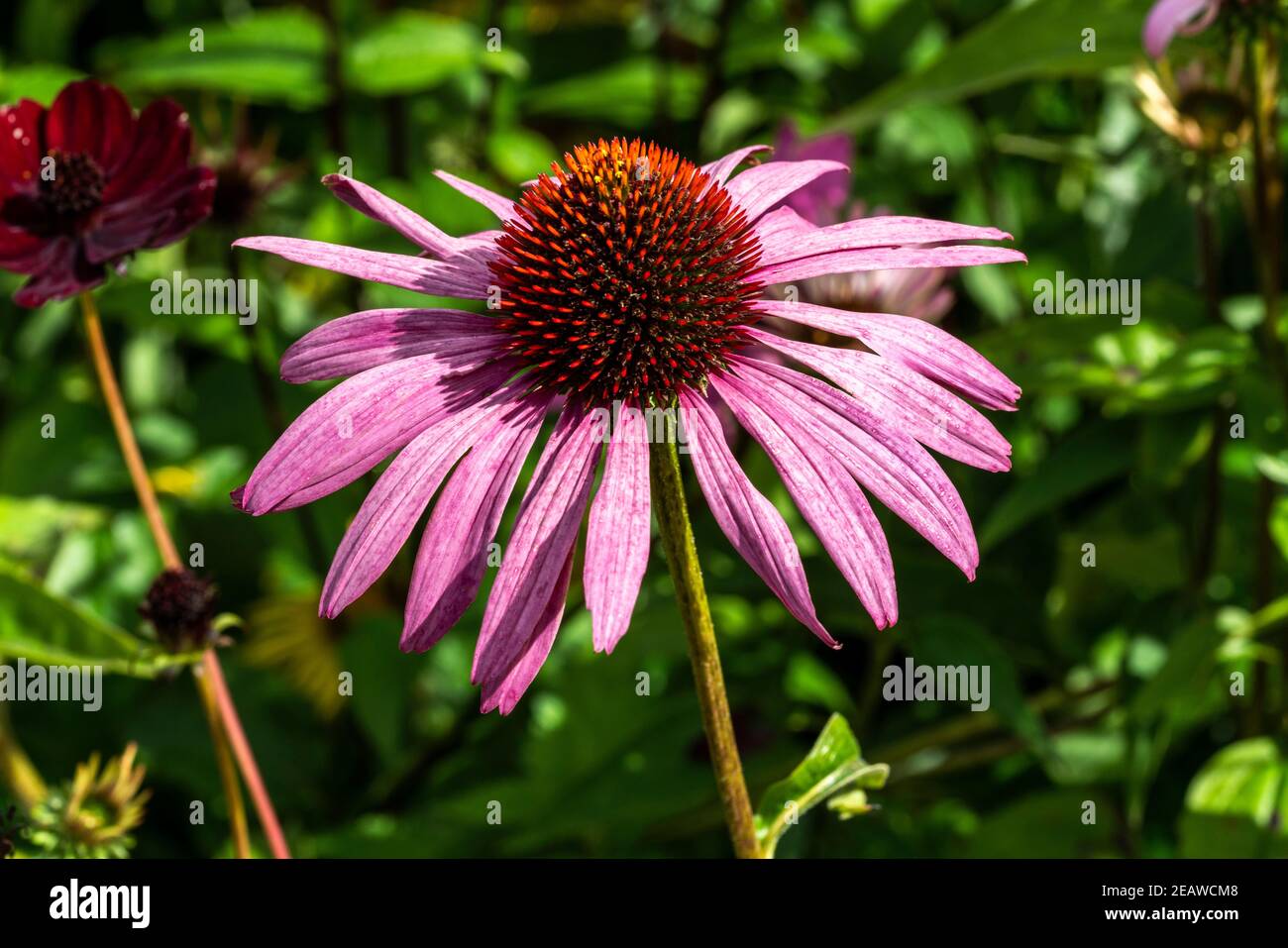 Echinacea Purpurea (Coneflower Stock Photo Alamy