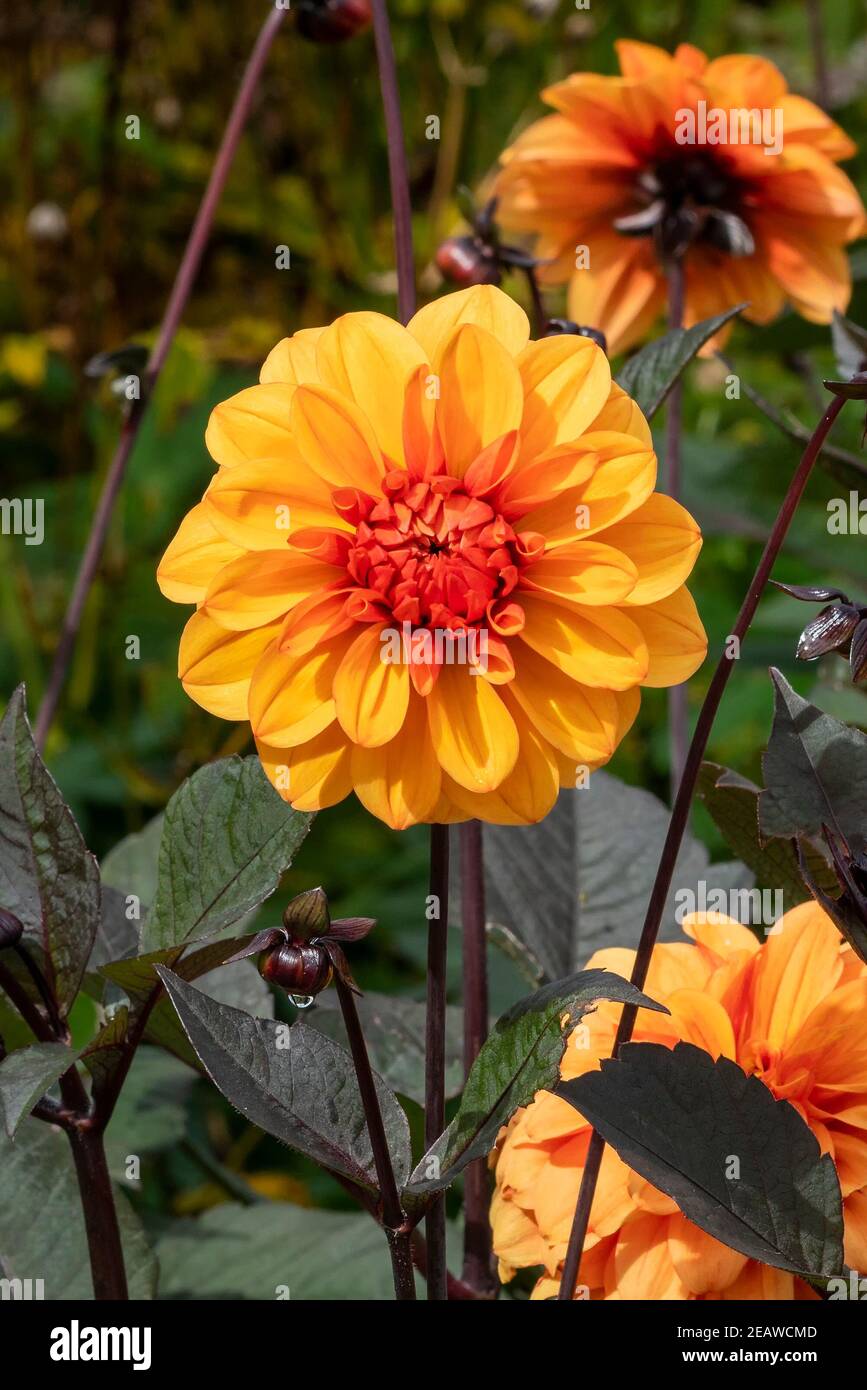 Dahlia 'David Howard' Stock Photo