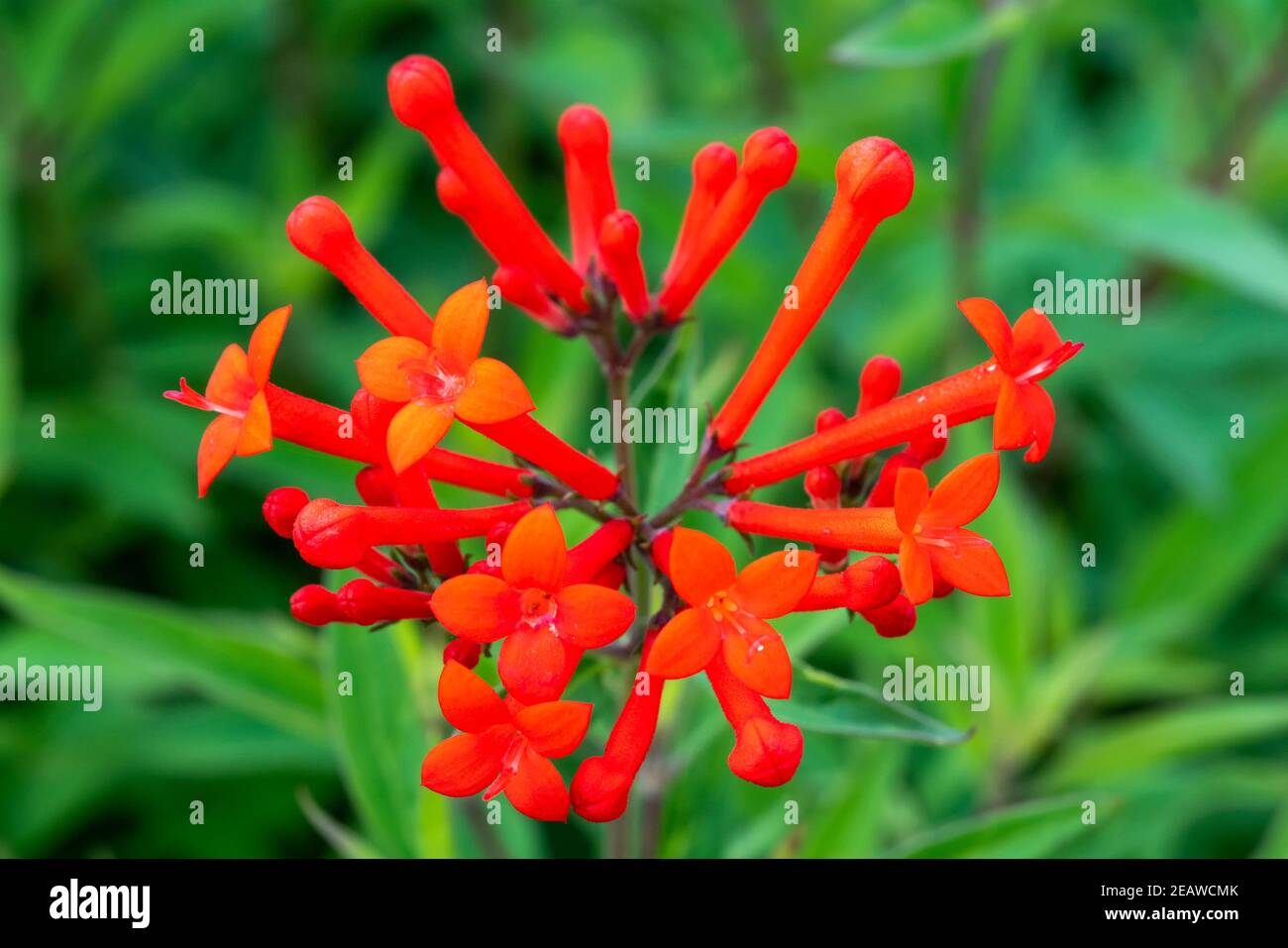 Bouvardia ternifolia Stock Photo