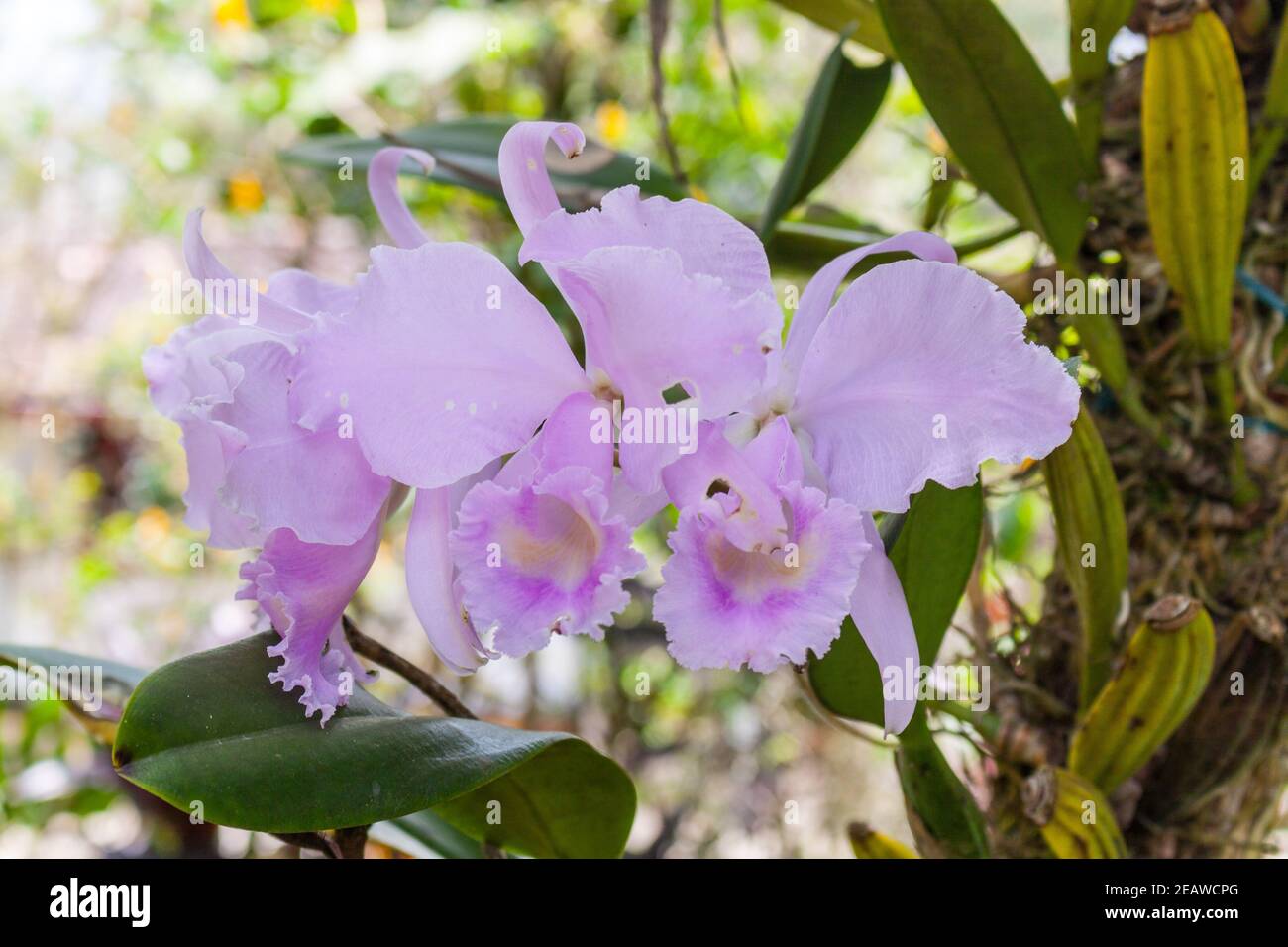 Cattleya warneri (the 'Warner's Cattley's orchid') Stock Photo