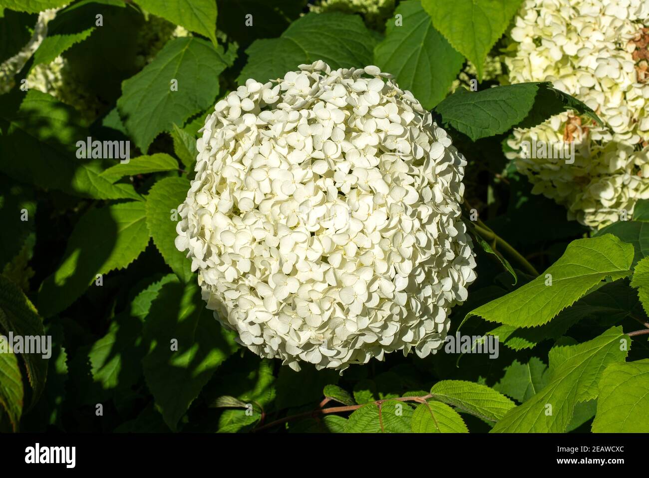 Hydrangea arborescens 'Annabelle' Stock Photo