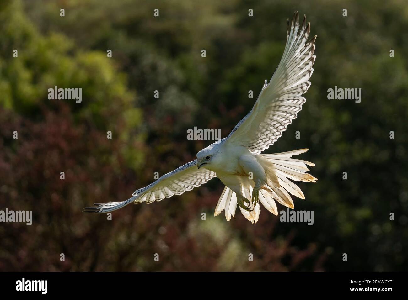 Gyrfalcon (Falco rusticolus) a white falcon bird Stock Photo Alamy