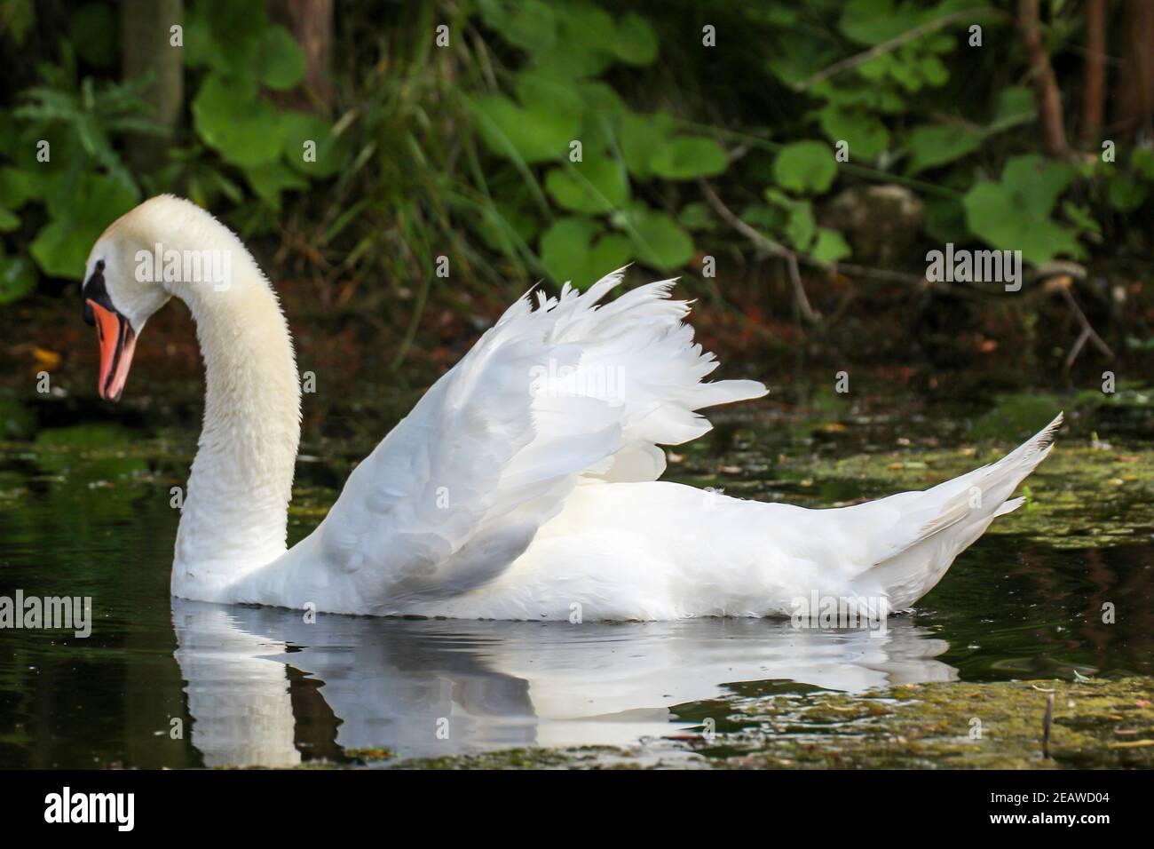 A swan in his territory a pond Stock Photo - Alamy