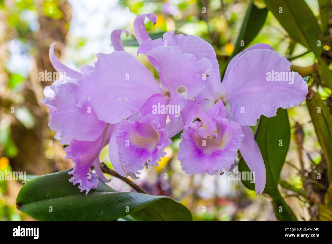 Cattleya warneri (the 'Warner's Cattley's orchid') Stock Photo