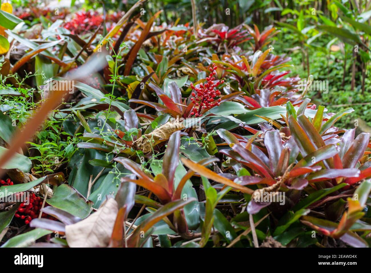 Aechmea caudata Lindm. on tree branch Stock Photo