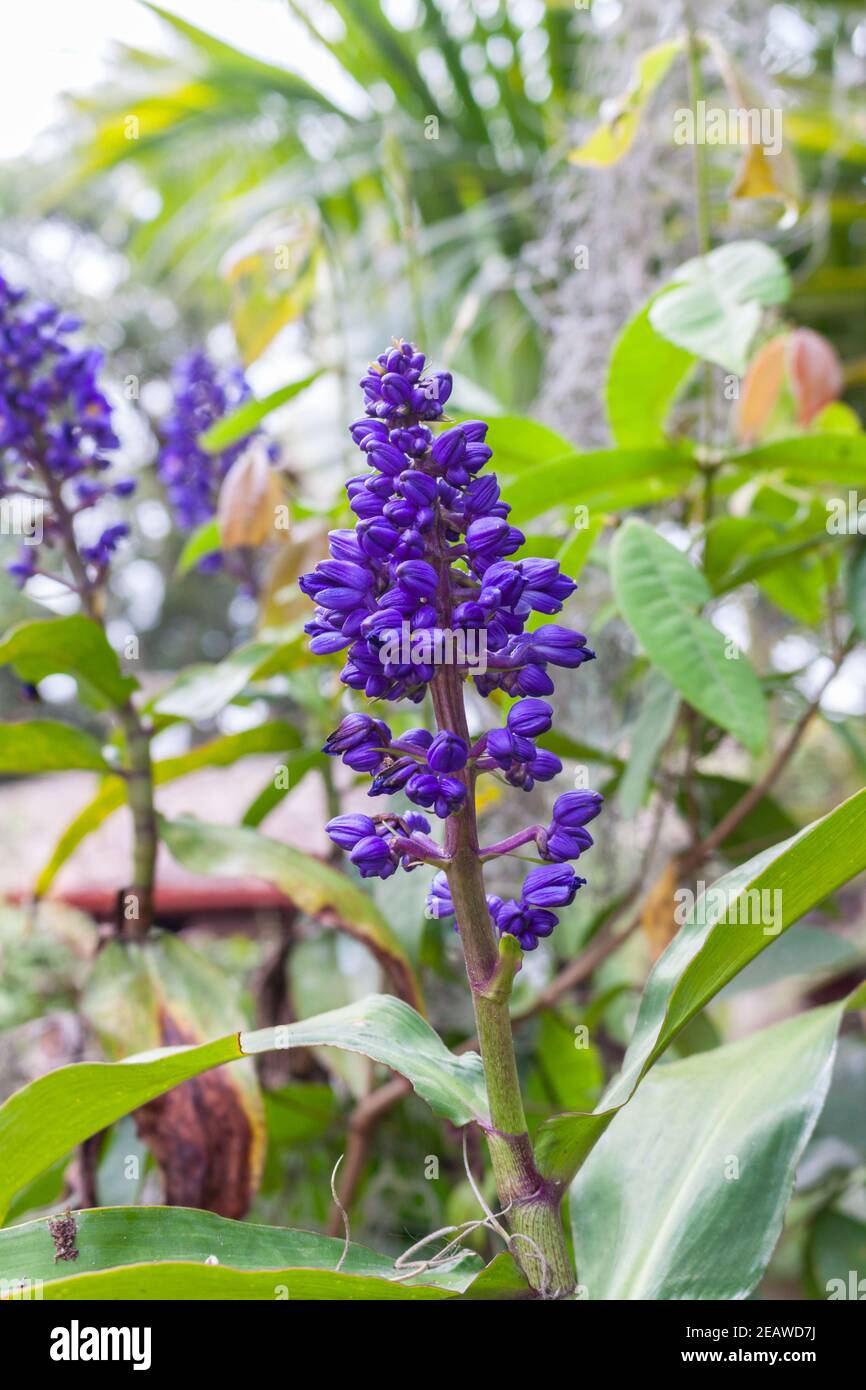 Blue Ginger Dichorisandra Thyrsiflora Wild Flower Stock Photo Alamy