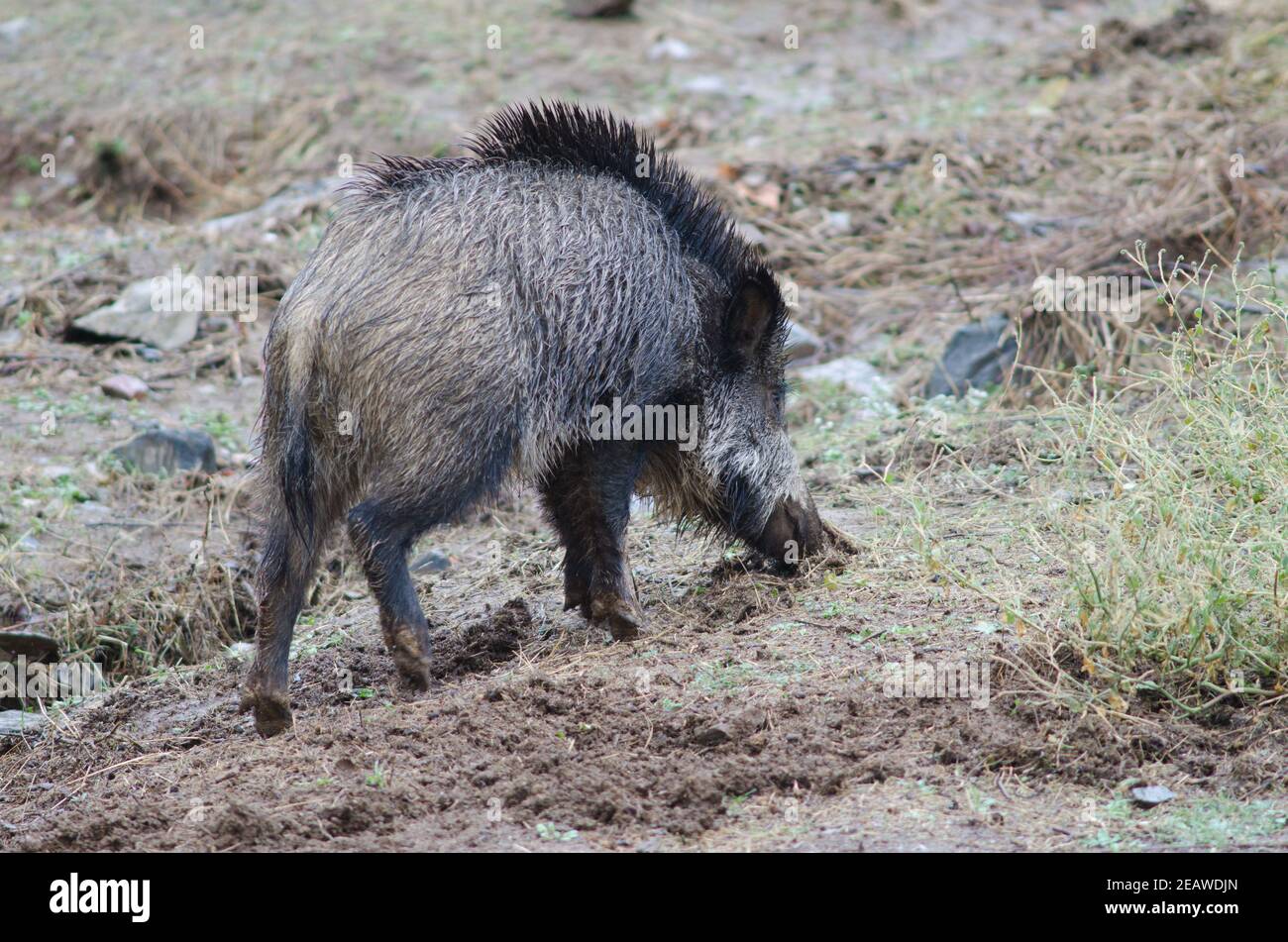 Wild boar rooting in the earth Stock Photo - Alamy