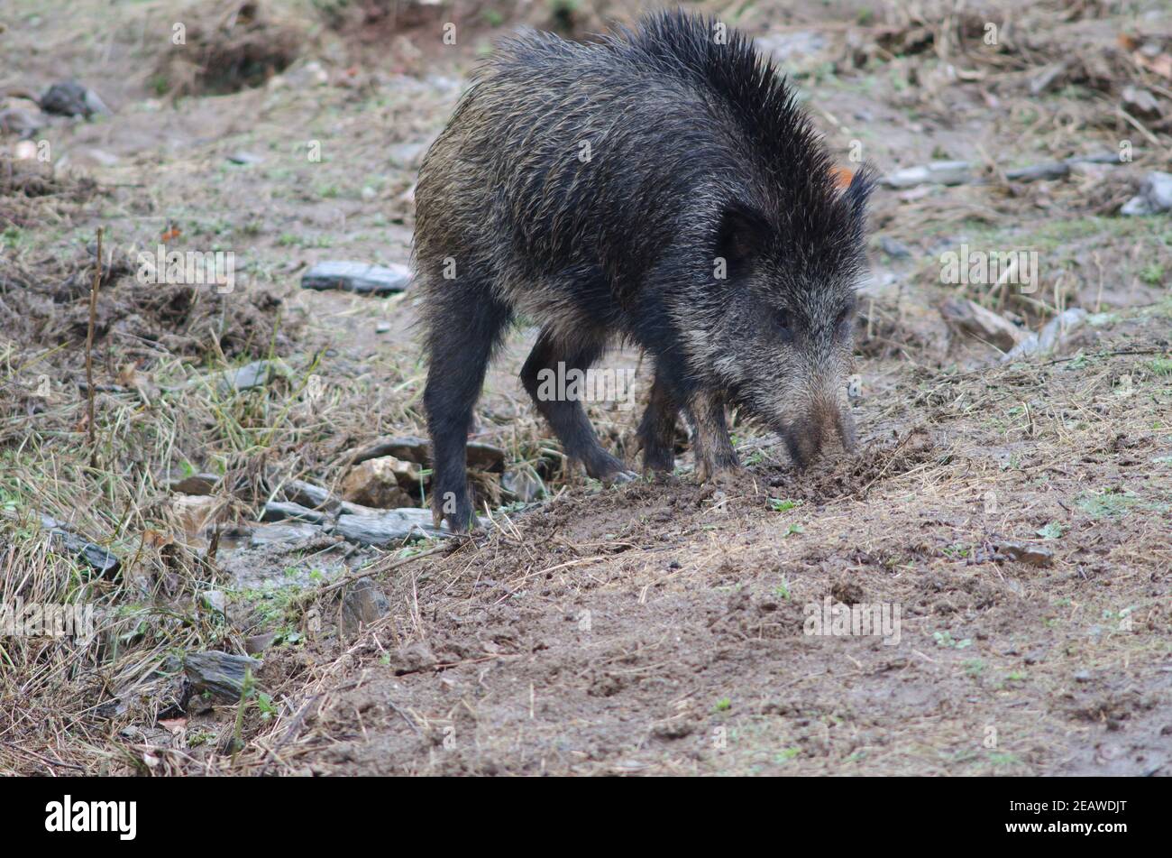 Wild boar rooting in the earth. Stock Photo