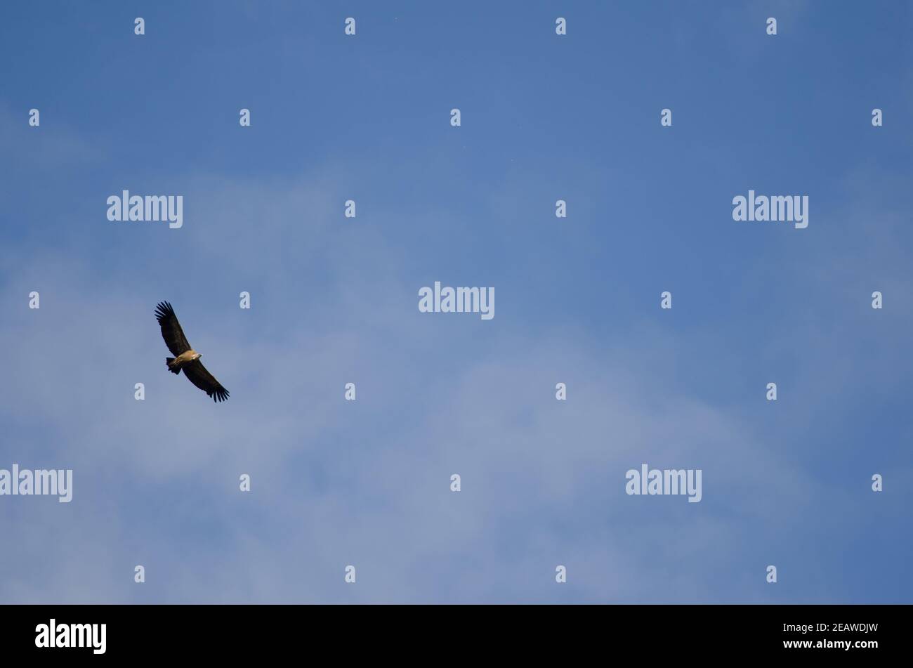Griffon vulture gliding. Stock Photo