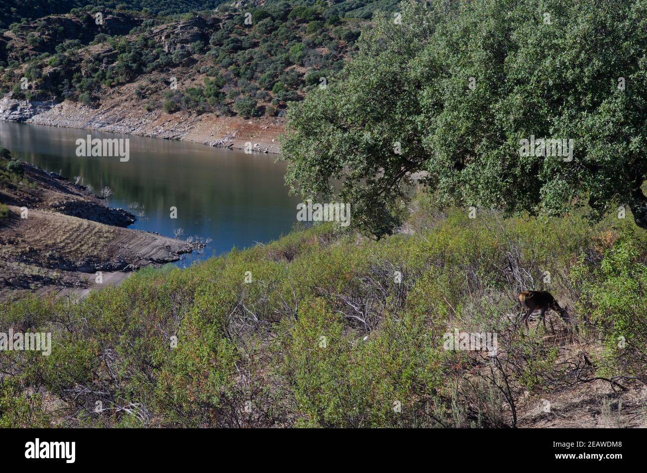 Spanish red deer. Stock Photo