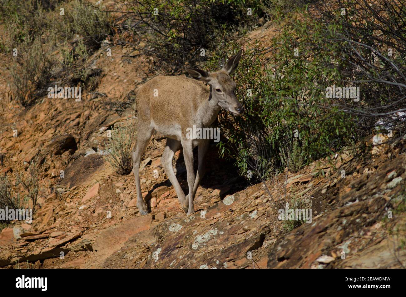 Spanish red deer Cervus elaphus hispanicus Stock Photo Alamy