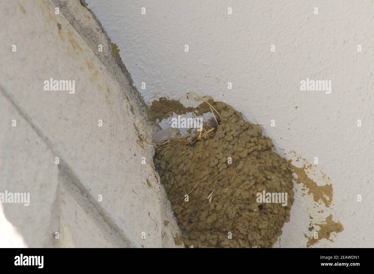 Nest of common house martin. Stock Photo