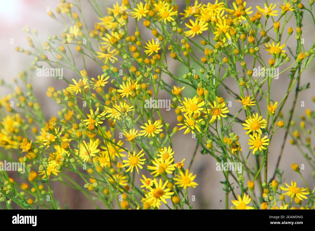 Sunny rays yellow hi-res stock photography and images - Alamy