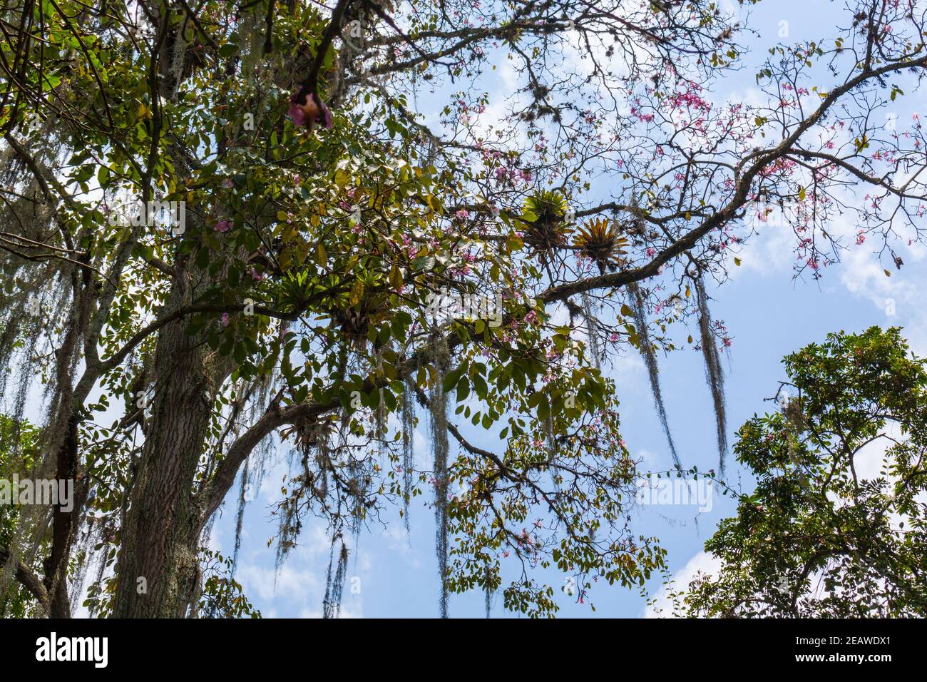 Aechmea caudata Lindm. on tree branch Stock Photo