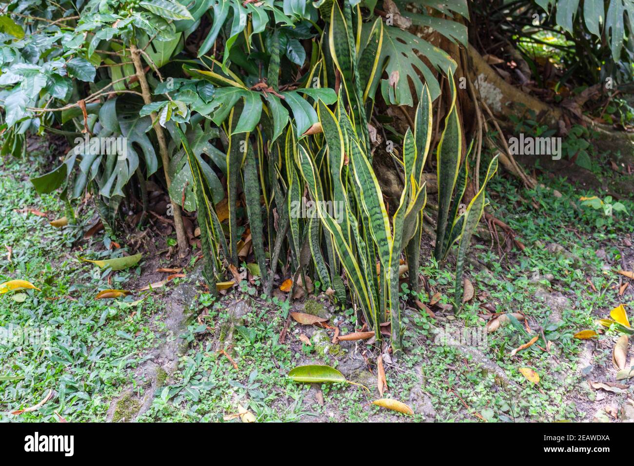 cardboard plant Buy Zamia furfuracea Palm