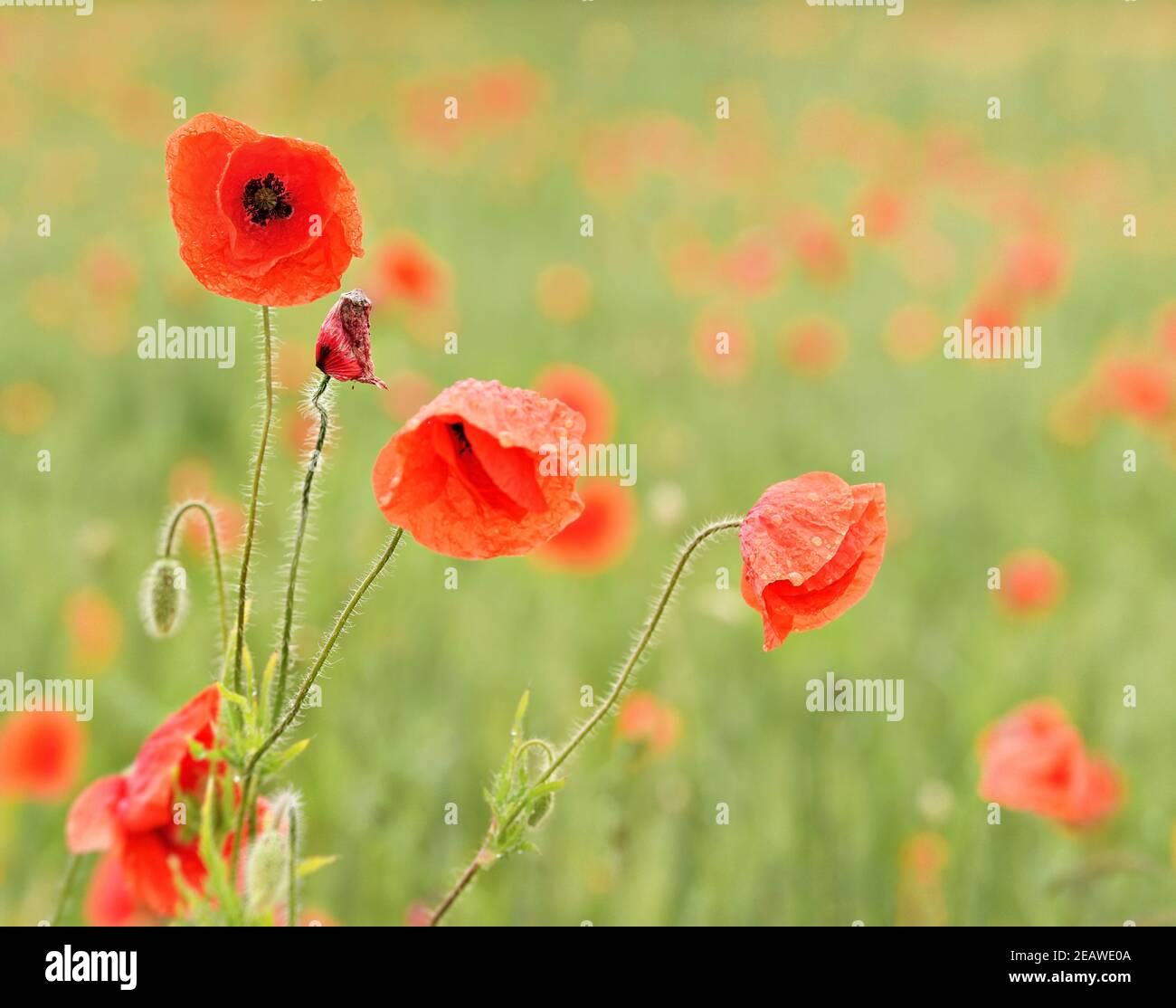 Wild red poppy flowers growing in green field of unripe wheat, close up ...