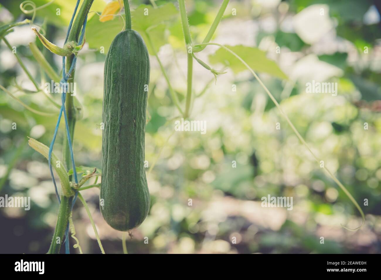 green cucumbers grown in a greenhouse on an organic farm Stock Photo Alamy