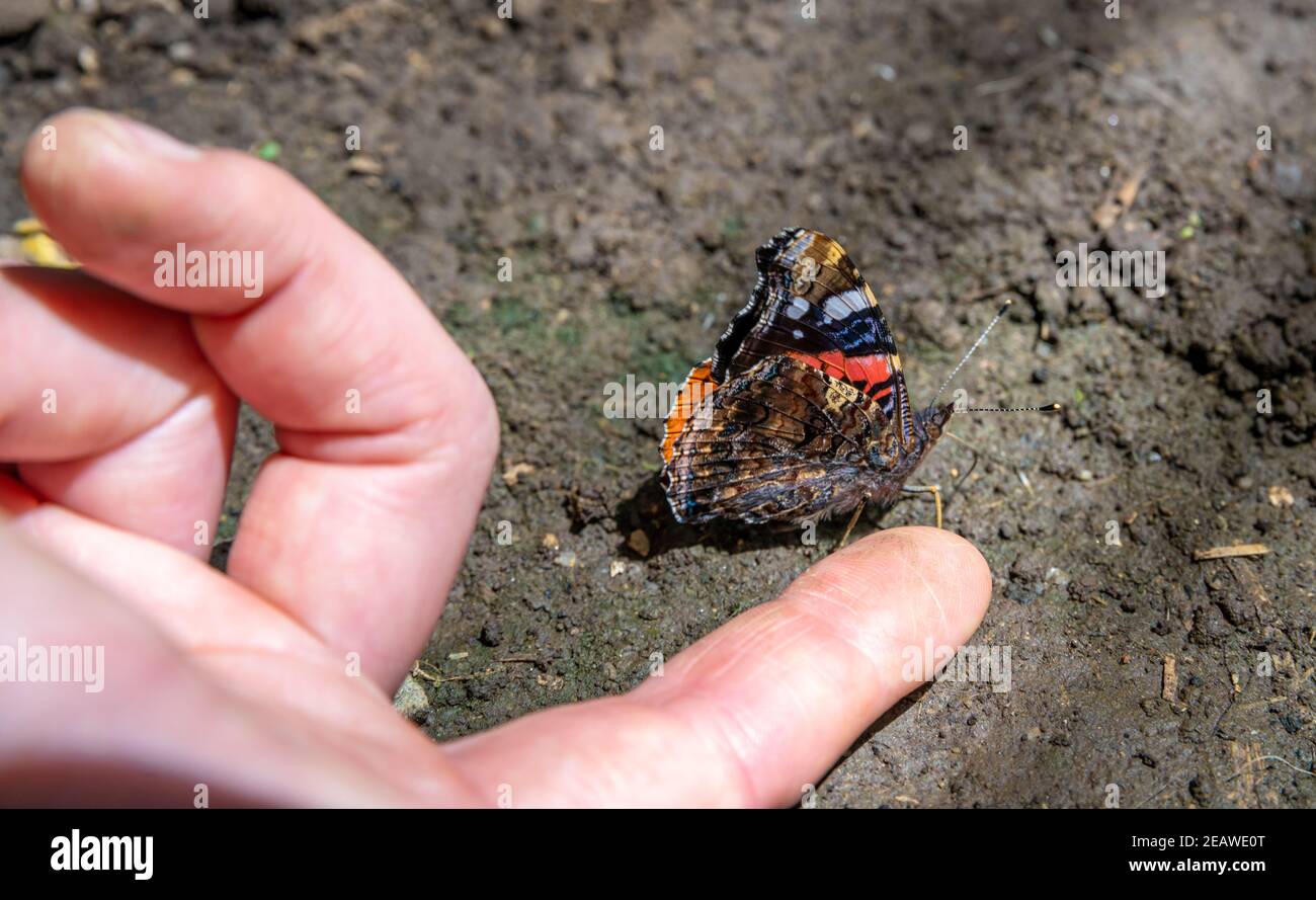 butterfly on a woman's hand in a nature reserve Stock Photo