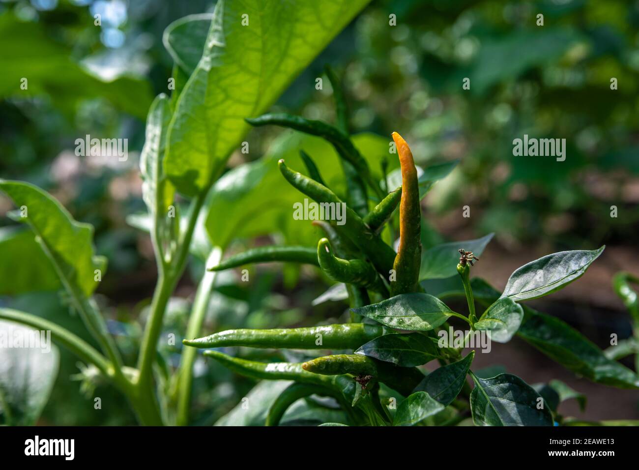 chili peppers on an organic farm in a greenhouse Stock Photo Alamy