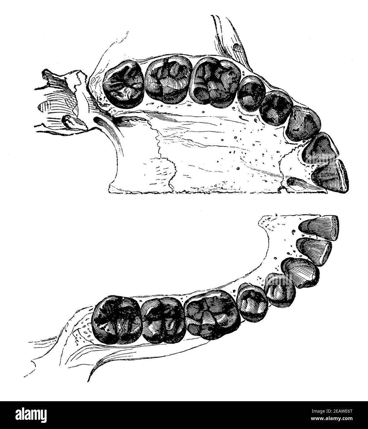 Teeth of the human upper jaw and lower jaw with a view of the crowns. Illustration of the 19th century. Germany. White background. Stock Photo
