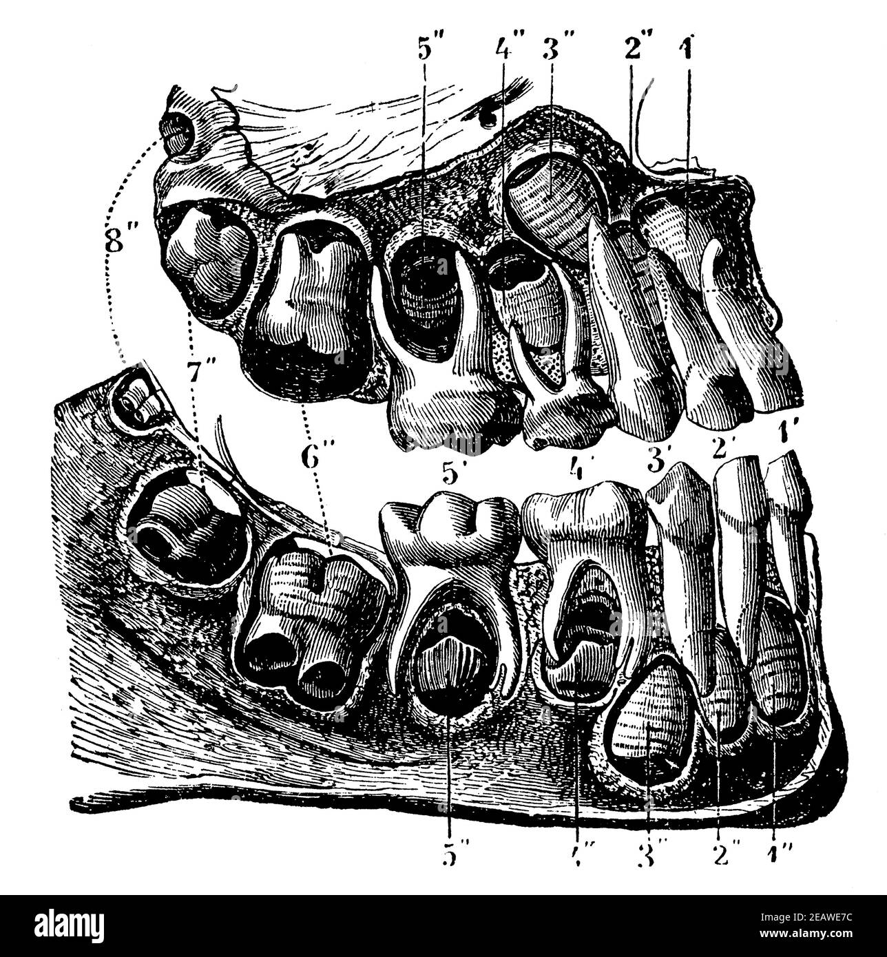 First teeth of the child, the roots of which are bared to show the germs of the second teeth. Illustration of the 19th century. Germany. White background. Stock Photo