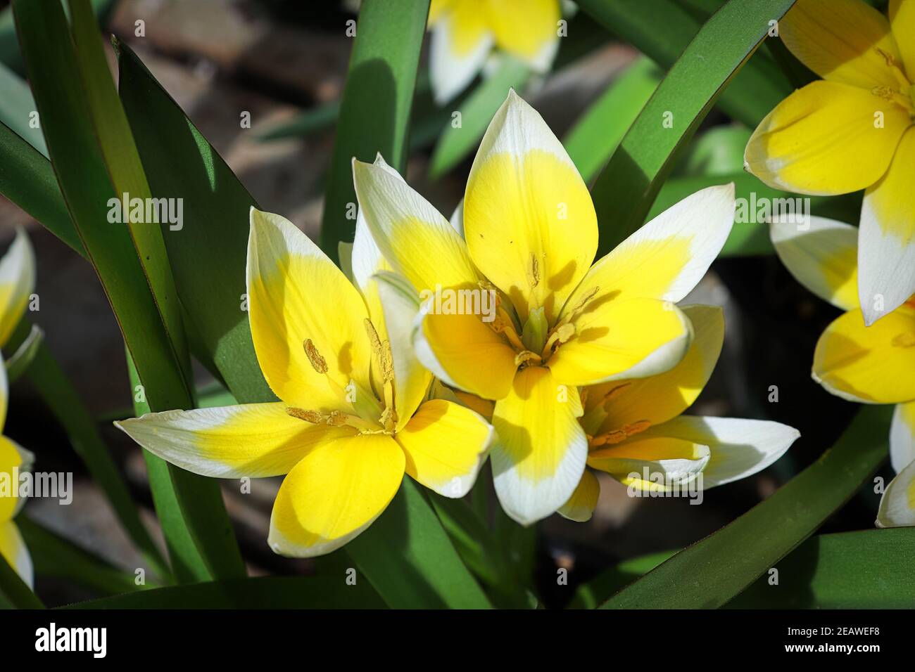Closeup of the dasystemon tarda tulip flowers Stock Photo