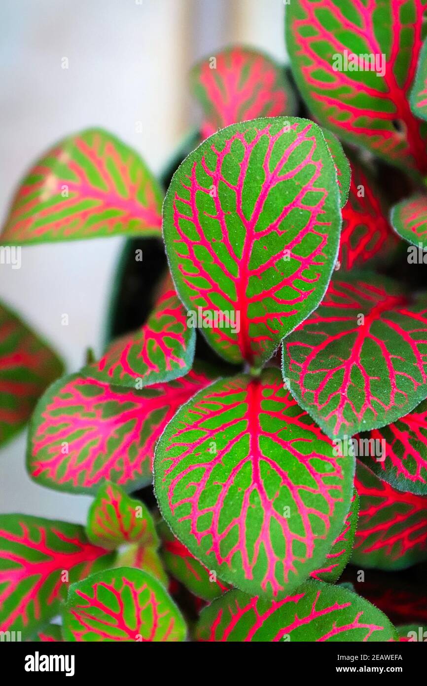 Vertical of bright pink veins on a nerve plant Stock Photo Alamy