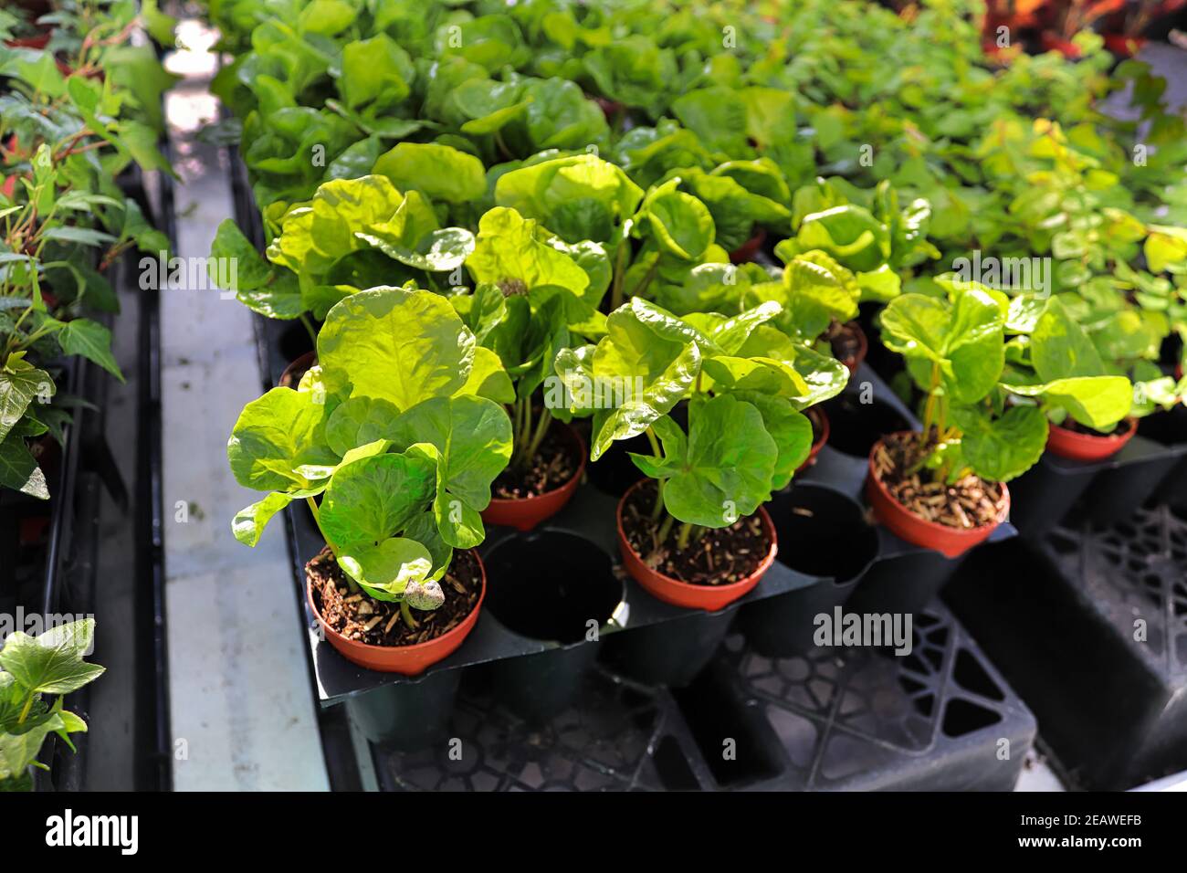 Trays of small coffee plants in pots Stock Photo Alamy