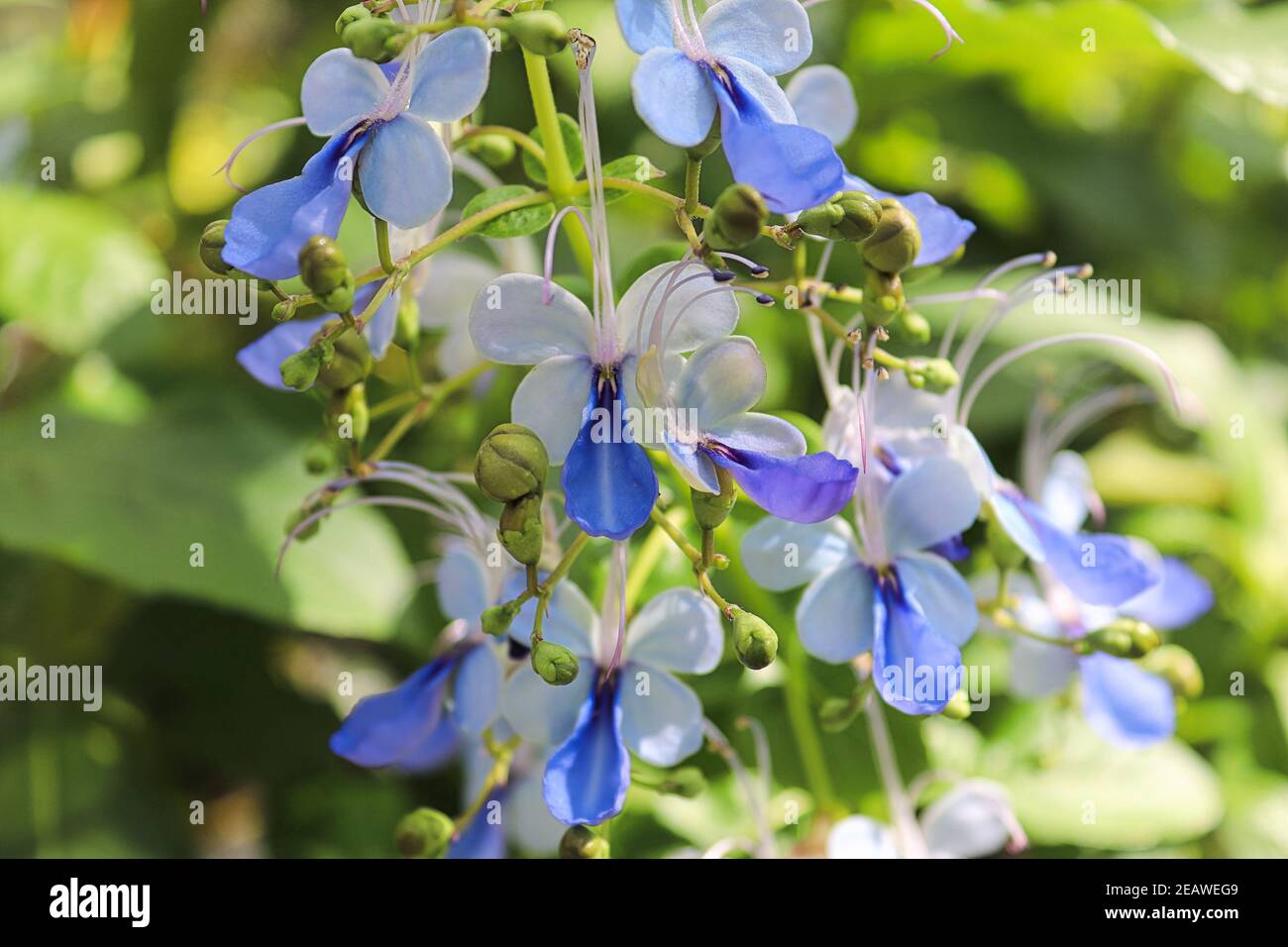 Closeup of the blue butterfly bush flowers Stock Photo