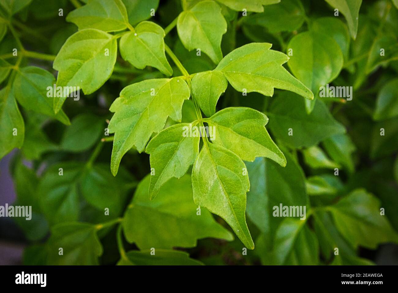 Closeup of the leaves on a china doll plant Stock Photo