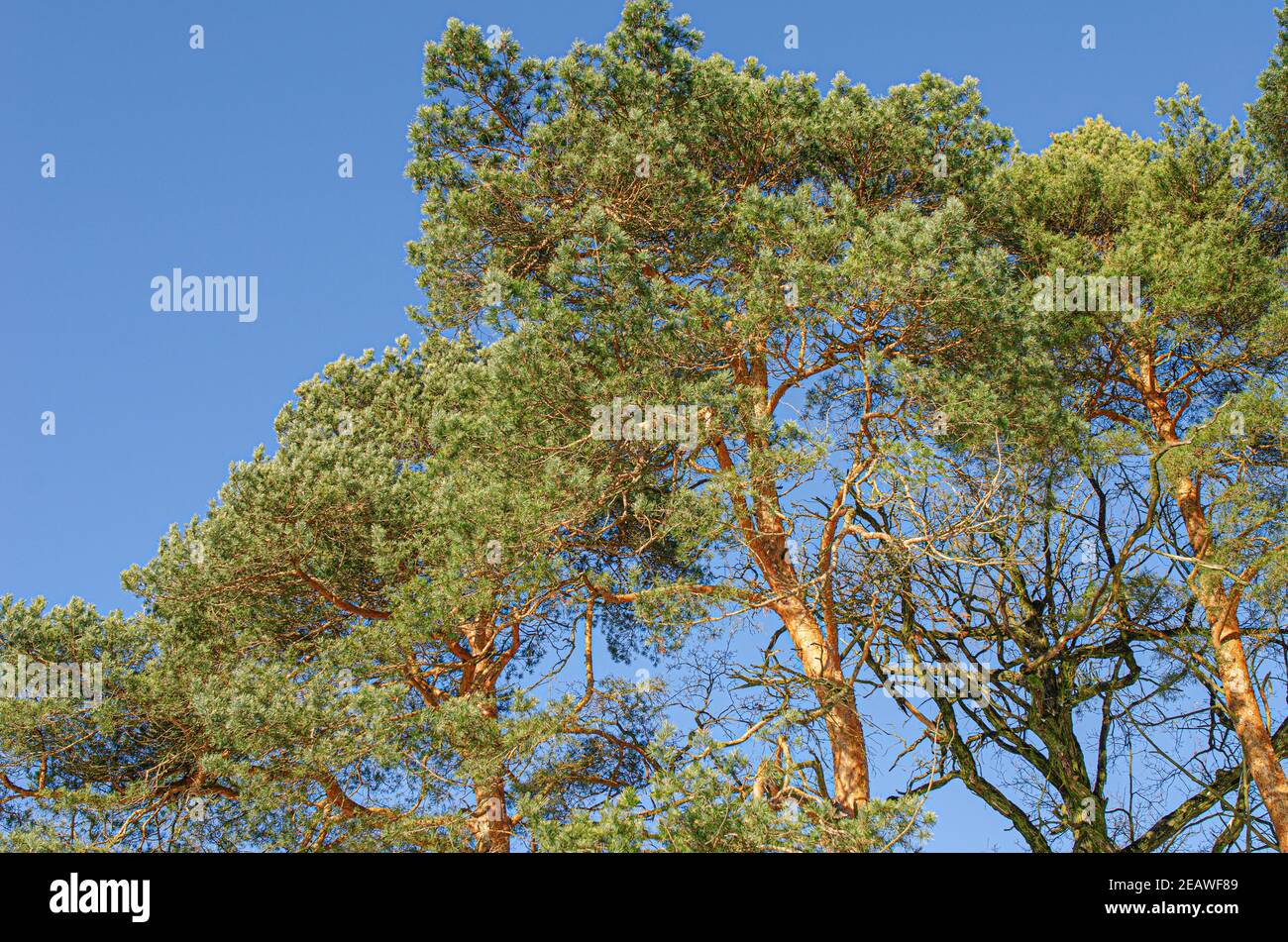 Young pine tree against the blue sky Stock Photo - Alamy