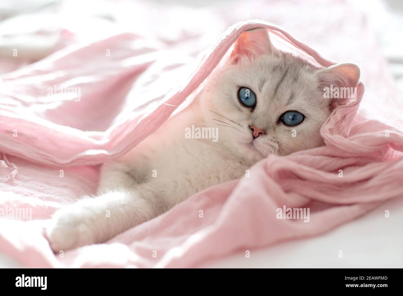 A beautiful white british kitten with blue eyes lies on its back on a pink textile Stock Photo